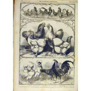  1853 London Poultry Show Prizes Chickens Birds Print