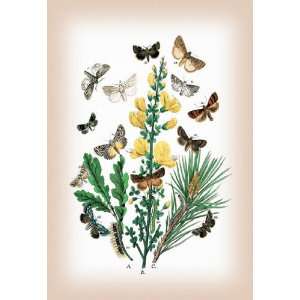  Moths Dipthera Ludifica Moma Orion et al. 12x18 Giclee on 