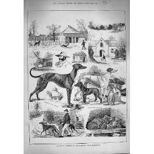  1884 Greyhound Kennels Athelhampton Dorchester Dogs