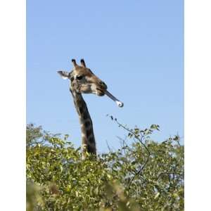 Giraffe with a Bone in its Mouth on Edge of Etosha Pan, This Behaviour 