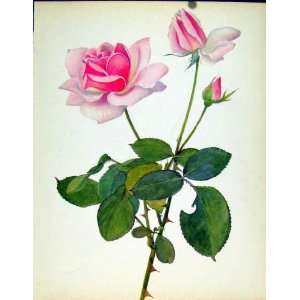  Beautiful Roses By J Kaplick Mme Caroline Testout Print 