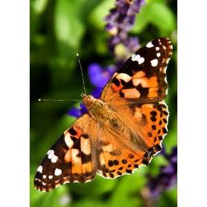  Painted Lady Note Cards   10 Cards and Envelopes Health 