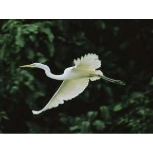  A Great Egret, Casmerodius Albus, Flies Gracefully Premium 