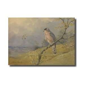  Coopers Hawk Perched On A Branch Giclee Print