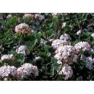  Korean Spice Viburnum (Viburnum carlesii Compactum 