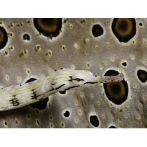 Yellow Scribbled Pipefish (Corythoichthys), Yap, Micronesia 