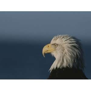  A Close Profile View of a Northern American Bald Eagle 