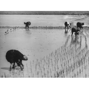  South Vietnamese Farmers Planting Rice in a Rice Patty 