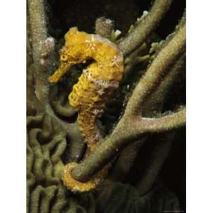  Seahorse with Tail Wrapped Around Branches Stretched 