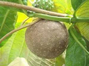   DIOSCOREA BULBIFERA Air Potato Yam Plant + Phytosanitary Certificate