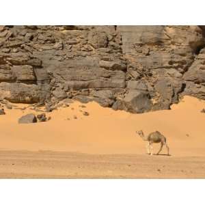  Camels, Wadi Teshuinat, Akakus, Sahara Desert, Fezzan, Libya Animal 