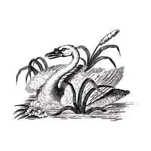 LaBlanche Silicone Stamp 3.9X3.0 Swan 