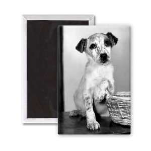 Lucky Abandoned pup looking for a home   3x2 inch Fridge Magnet 