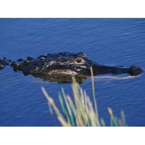  American Alligator Navigates its Way around a Swamp 