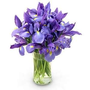 Stunning Blue Iris Grocery & Gourmet Food