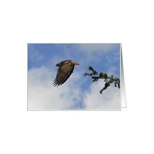 Red tailed hawk launching off of a pine branch. Card