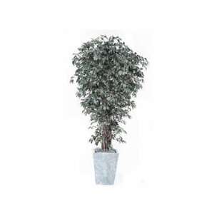  Silk Trees, Ficus Liana   7 Ft.