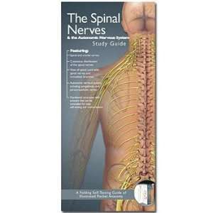 Spinal Nerves and Autonomic Nervous System Study Guide  