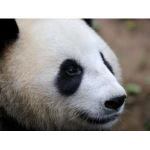  Head Portrait of a Giant Panda Bifengxia Giant Panda 