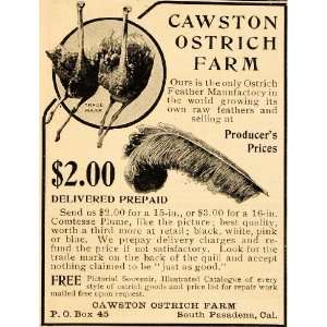  1905 Ad Cawston Ostrich Farm Feather Comtesse Plume 