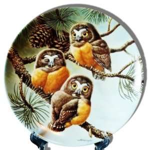 Forty Winks Saw Whet Owls from the Baby Owls of North America Series 