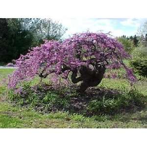 Lavender Twist Weeping Redbud (PP10328) Tree Bush Patio 