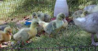 WHITE SEBASTOPOL GEESE EGGS(NOT A PRESALE)  