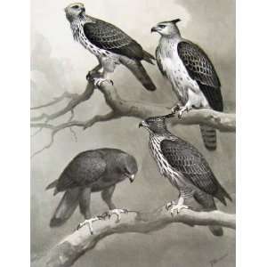  Eagles Hawks & Falcons Crested Changeable Hawk Eagle