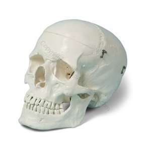  Premium Human Skull Model (Made in USA) 