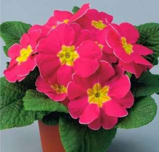 S101 Primula acaulis Hybrid Primrose Polyantha Gigantea 300 Flower 