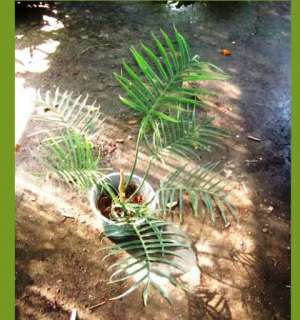 Philodendron Tortum Rare Aroid 1 Plant  