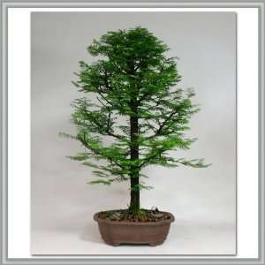  Joebonsai Dawn Redwood Bonsai Tree   Nursery Direct (b dr1 