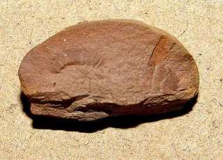 Very Rare Carboniferous Fossil Arthropod in nodule  