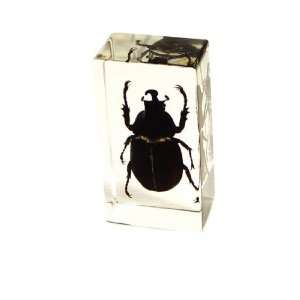  Real Unicorn Beetle Paperweight Medium 