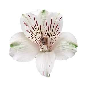  Virginia (White)   Alstroemeria   120 stems Arts, Crafts 