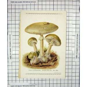   Colour Print Mushrooms 1913 Fungi Amanita Phalloides
