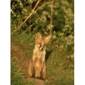  Red Fox, Vulpes Vulpes Cub Sat Outside Earth UK Premium 