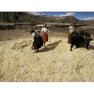 Threshing Wheat at Racchi, Cuzco Area, High Andes, Peru, South America 