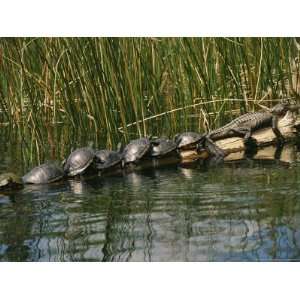 Group of Aquatic Turtles and an American Alligator Bask on a Log 
