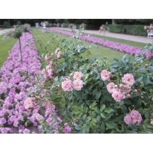 Beautiful Pink Rose Bush and Blooming Purple Flowers Photographic 