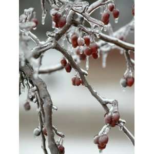 Fruit Tree is Covered in Ice Monday, January 15, 2007 Photographic 