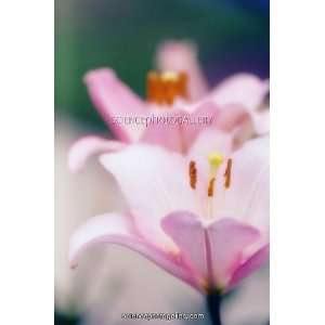 Asiatic lily (Lilium sp.) Framed Prints