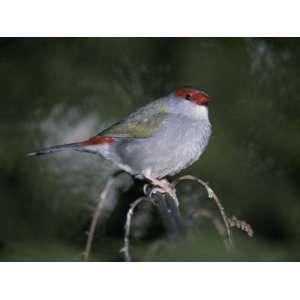 Vividly Colored Tail and Head Feathers of a Red Browed Finch Animal 