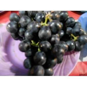  10 GIANT BLACK GLOBE GRAPE SEEDS Vitis Fruit Vine Seeds 