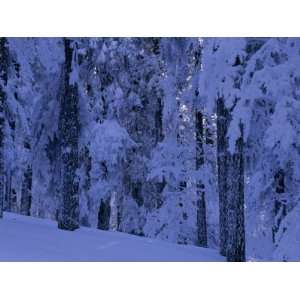  Spruce Trees Trunks Blanketed with Snow at Dusk Stretched 