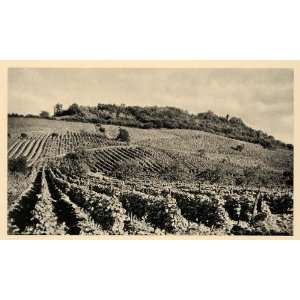 1943 Bordeaux Vineyard Wine Vignoble Port France Claret   Original 