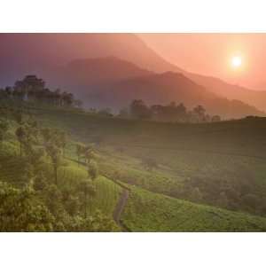 Tea Plantations, Munnar, Western Ghats, Kerala, India Photographic 