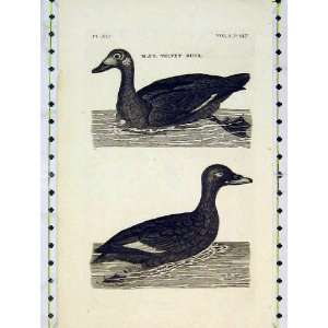  Antique Print Velvet Duck Birds Nature Animals River