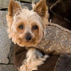  Designer Dog Harness   Luxury Penny Lane Dog Harness Lined 