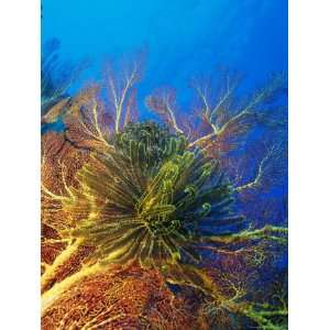 Featherstars Perch on the Edge of Gorgonian Sea Fans to Feed in the 